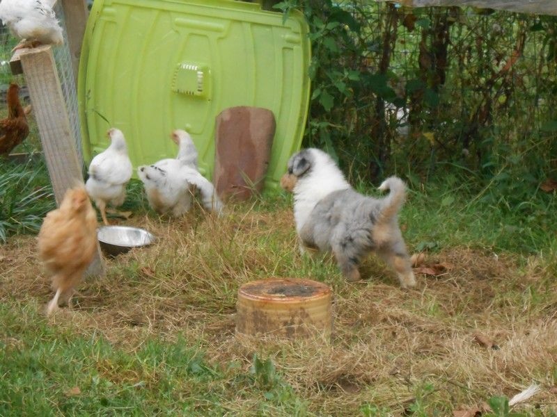 chiots Angel et Noble
